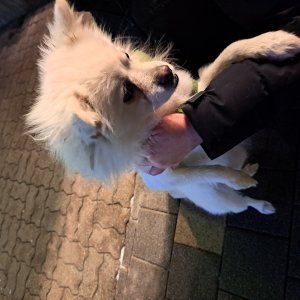 강아지 주인을 찾습니다 강아지 전단지