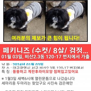 강아지를 찾습니다 강아지 전단지