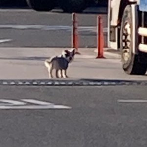 강아지를 찾습니다 믹스견 울산광역시 북구