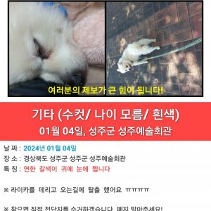 강아지를 찾습니다 강아지 전단지