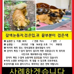 강아지를 찾습니다 강아지 전단지