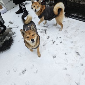 강아지를 찾습니다 믹스견 경기도 화성시