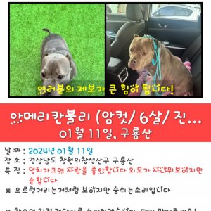 강아지를 찾습니다 아메리칸핏불테리어 경상남도 창원시 의창구