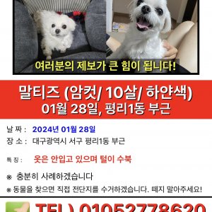 강아지를 찾습니다 말티즈 대구광역시 서구