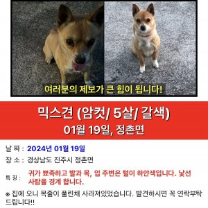 강아지를 찾습니다 강아지 전단지