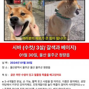 강아지 실종 시바 울산광역시 울주군