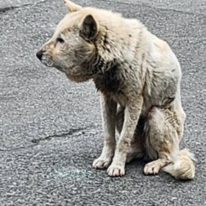 강아지 주인을 찾습니다 기타견종 경기도 고양시 일산동구