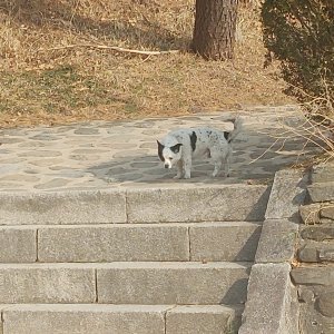 강아지 주인을 찾습니다 강아지 전단지