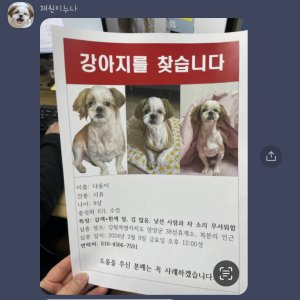 강아지를 찾습니다 시츄 강원도 양양군