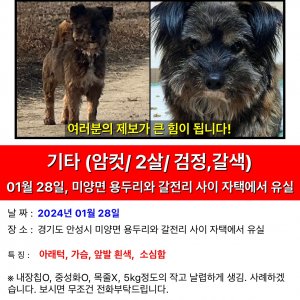 강아지를 찾습니다 강아지 전단지