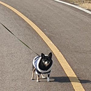 강아지를 찾습니다 믹스견 경상북도 경주시