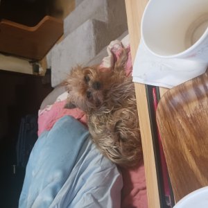 강아지를 찾습니다 강아지 전단지