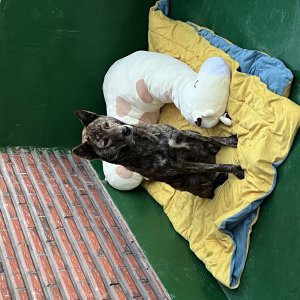 강아지를 찾습니다 강아지 전단지