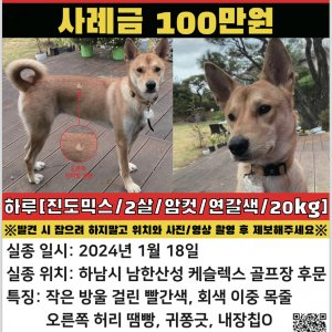 강아지를 찾습니다 진돗개 경기도 하남시