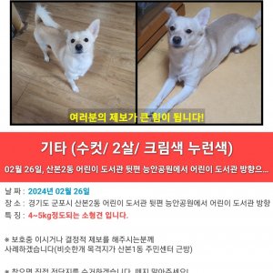 강아지를 찾습니다 기타견종 경기도 군포시