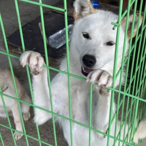 강아지 실종 아키타 충청북도 청주시 청원구