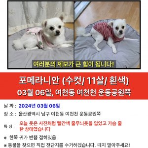 강아지를 찾습니다 포메라니언 울산광역시 남구