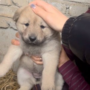 강아지 실종 진돗개 충청남도 논산시