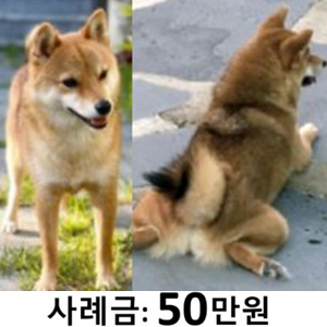 강아지 실종 시바 대구광역시 동구