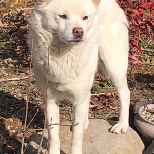 강아지를 찾습니다 기타견종 전라북도 임실군