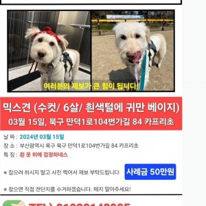 강아지를 찾습니다 강아지 전단지