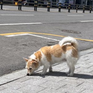 강아지 목격 믹스견 서울특별시 관악구