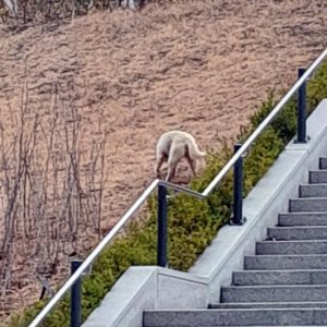 강아지 주인을 찾습니다 강아지 전단지