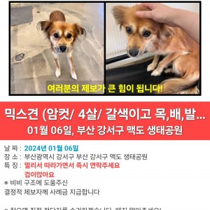 강아지를 찾습니다 믹스견 부산광역시 강서구