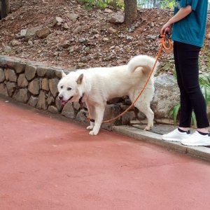 강아지를 찾습니다 강아지 전단지