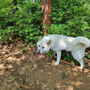 강아지를 찾습니다 풍산개 서울특별시 구로구