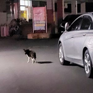 강아지 주인을 찾습니다 기타견종 경상남도 진주시