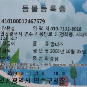 강아지를 찾습니다 말티즈 인천광역시 연수구