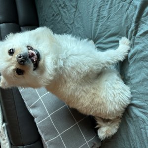 강아지를 찾습니다 강아지 전단지