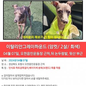 강아지를 찾습니다 그레이하운드/이탈리언그레이하운드 경상북도 포항시 남구