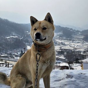 강아지 실종 믹스견 경기도 여주시