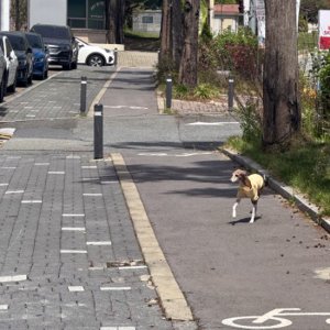 강아지 목격 그레이하운드 대전광역시 대덕구