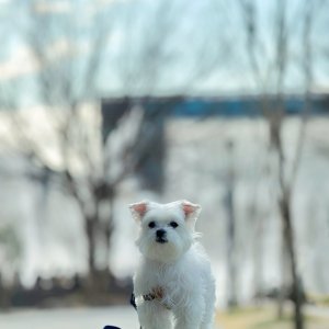 강아지 실종 말티즈 대전광역시 서구