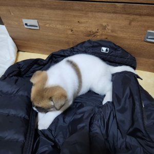 강아지 실종 진돗개 제주특별자치도 서귀포시