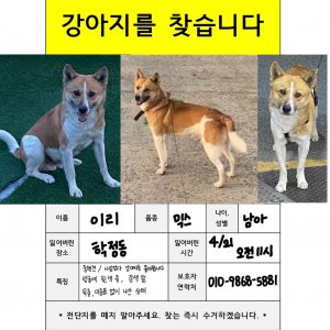 강아지 실종 믹스견 대구광역시 북구
