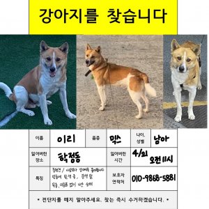 강아지를 찾습니다 강아지 전단지