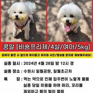 강아지 실종 비숑프리제 경기도 수원시 권선구