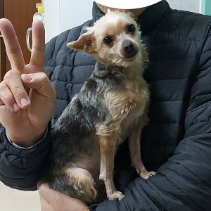 강아지를 찾습니다 요크셔테리어 서울특별시 강북구