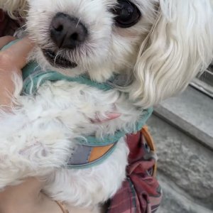강아지 실종 말티즈 서울특별시 동대문구