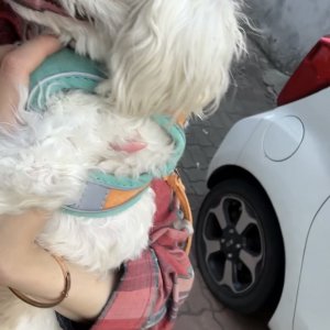 강아지를 찾습니다 말티즈 서울특별시 동대문구