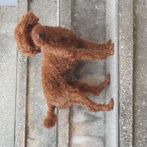 강아지를 찾습니다 강아지 전단지