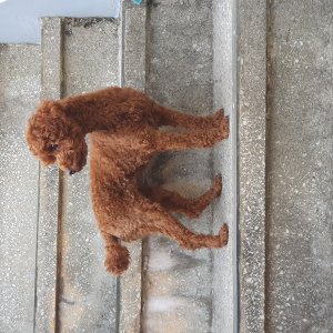 강아지를 찾습니다 푸들/토이푸들 부산광역시 금정구