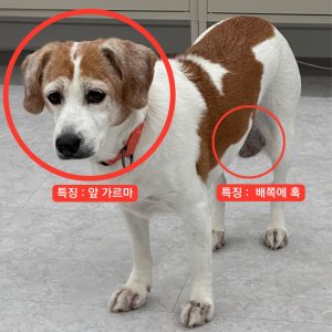 강아지 실종 비글 경기도 의정부시