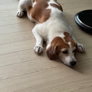 강아지를 찾습니다 강아지 전단지