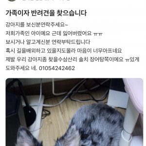 강아지를 찾습니다 강아지 전단지