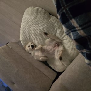 강아지 주인을 찾습니다 믹스견 인천광역시 부평구